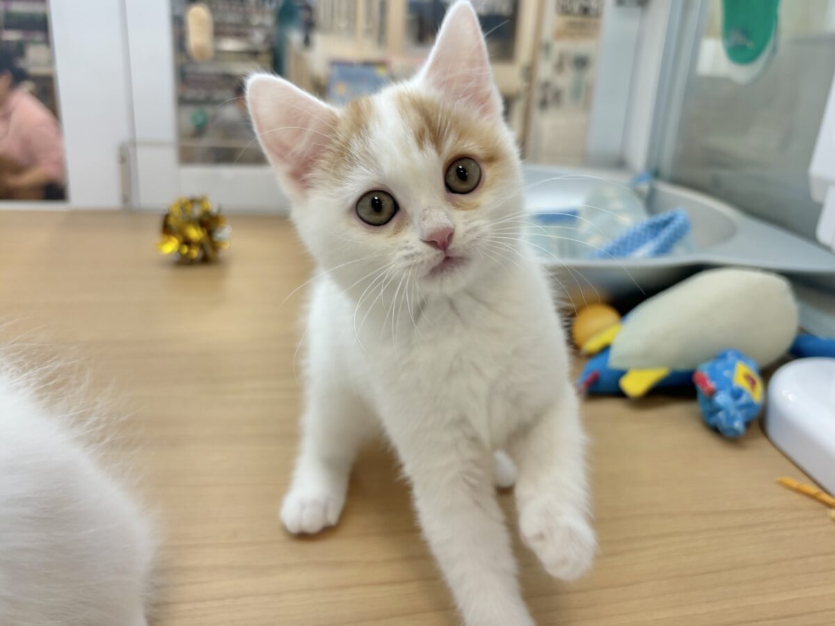 スコティッシュフォールド