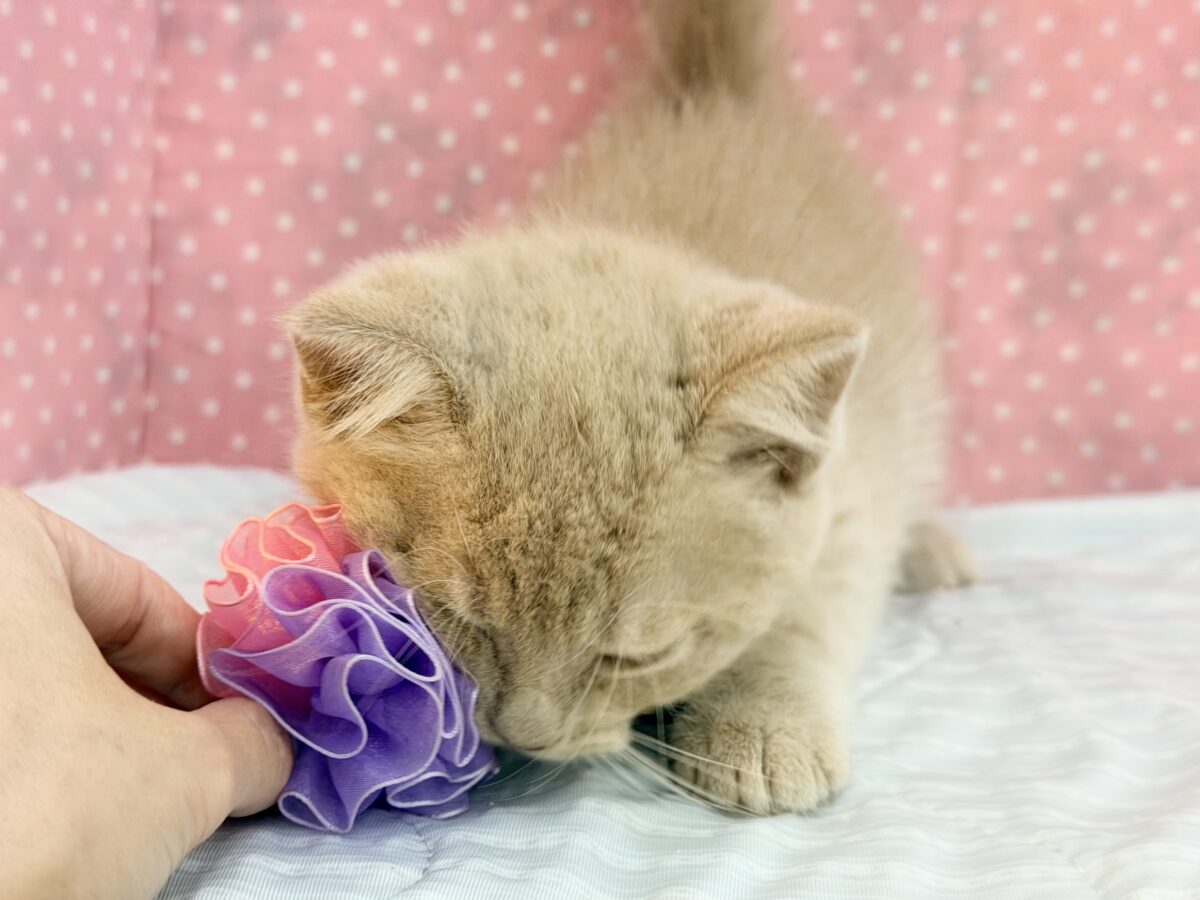 マンチカン