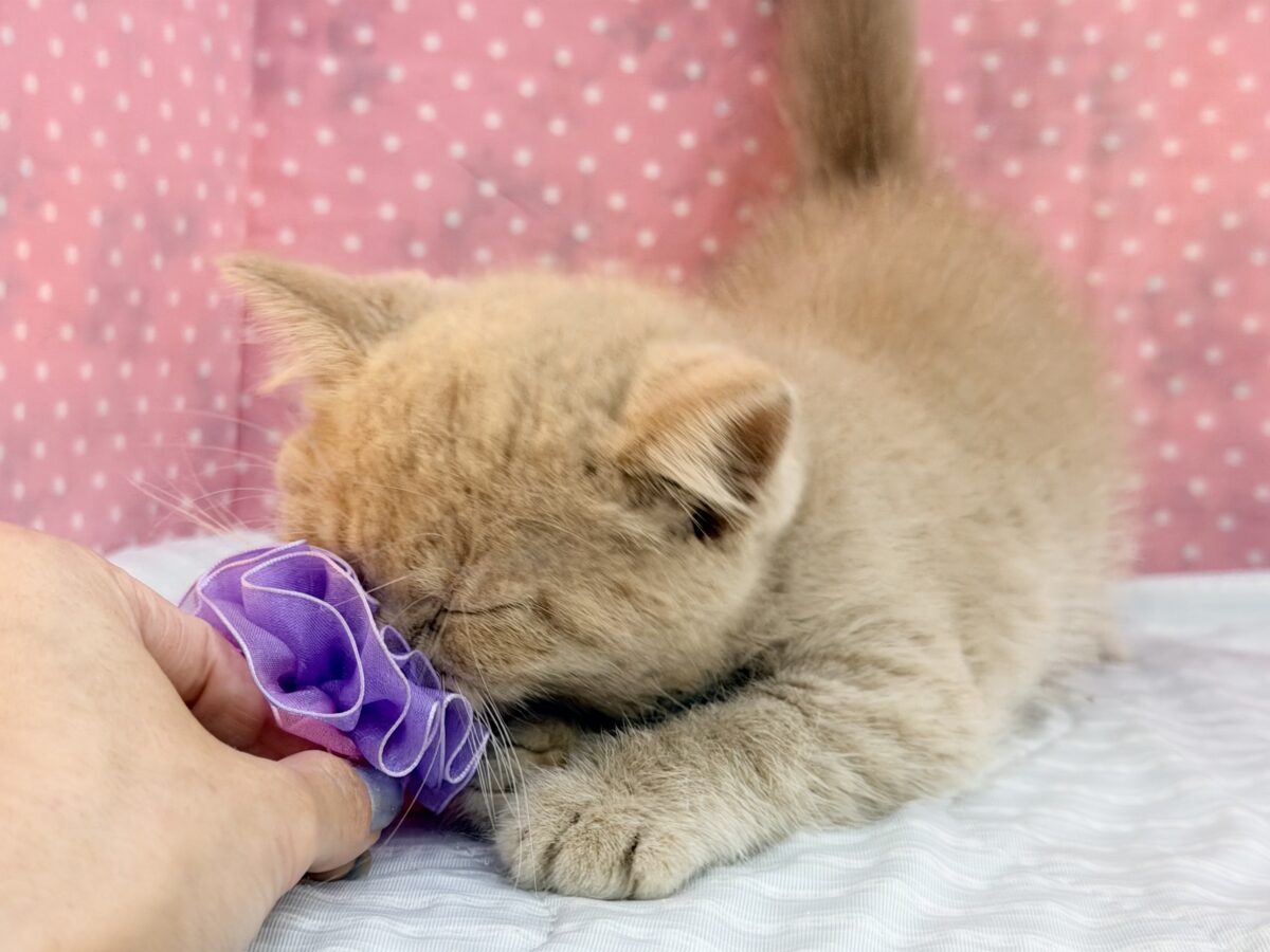 マンチカン