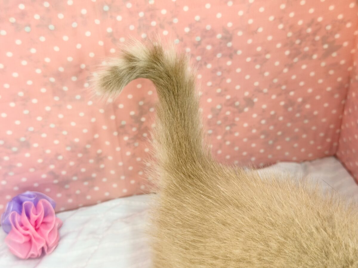 マンチカン