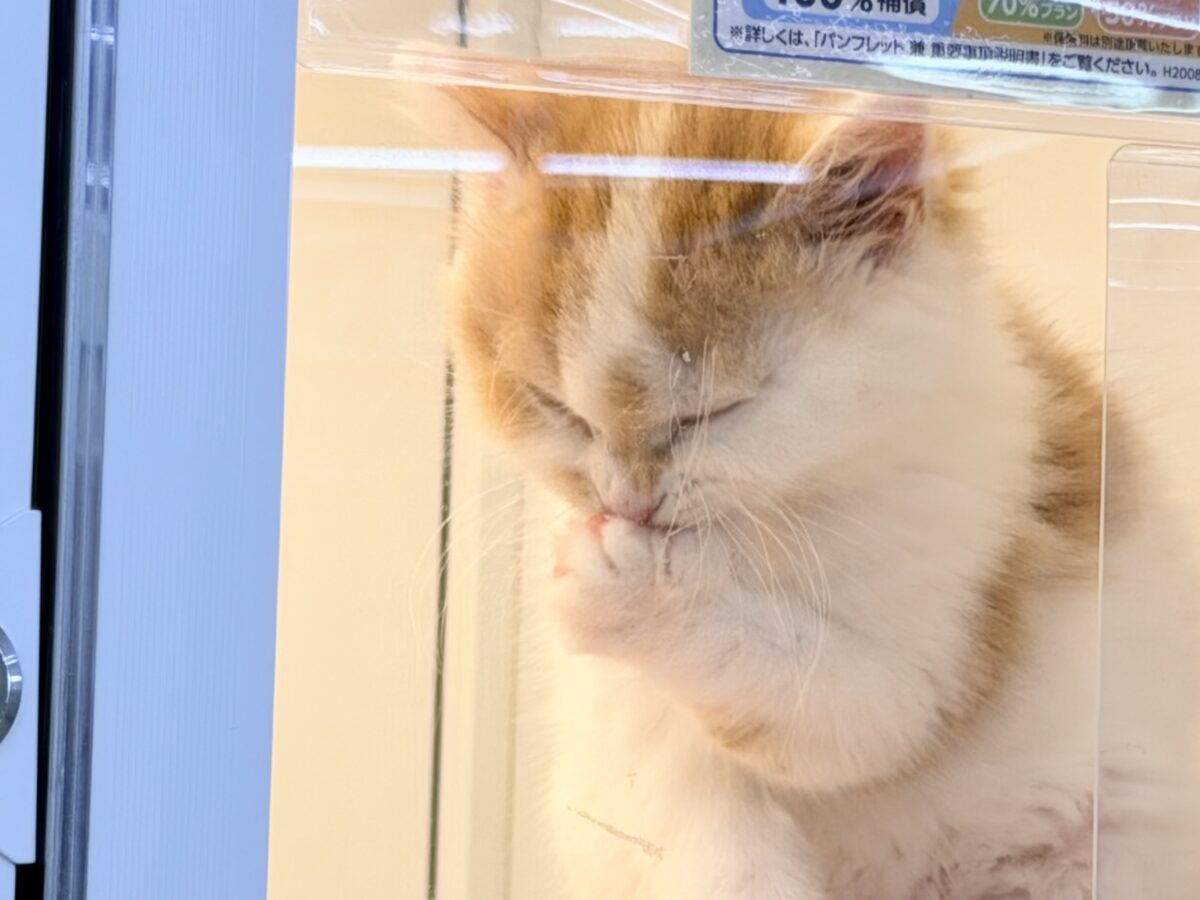 スコティッシュフォールド