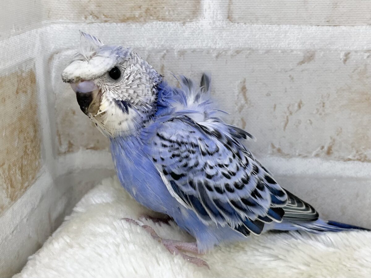 梵天セキセイインコ