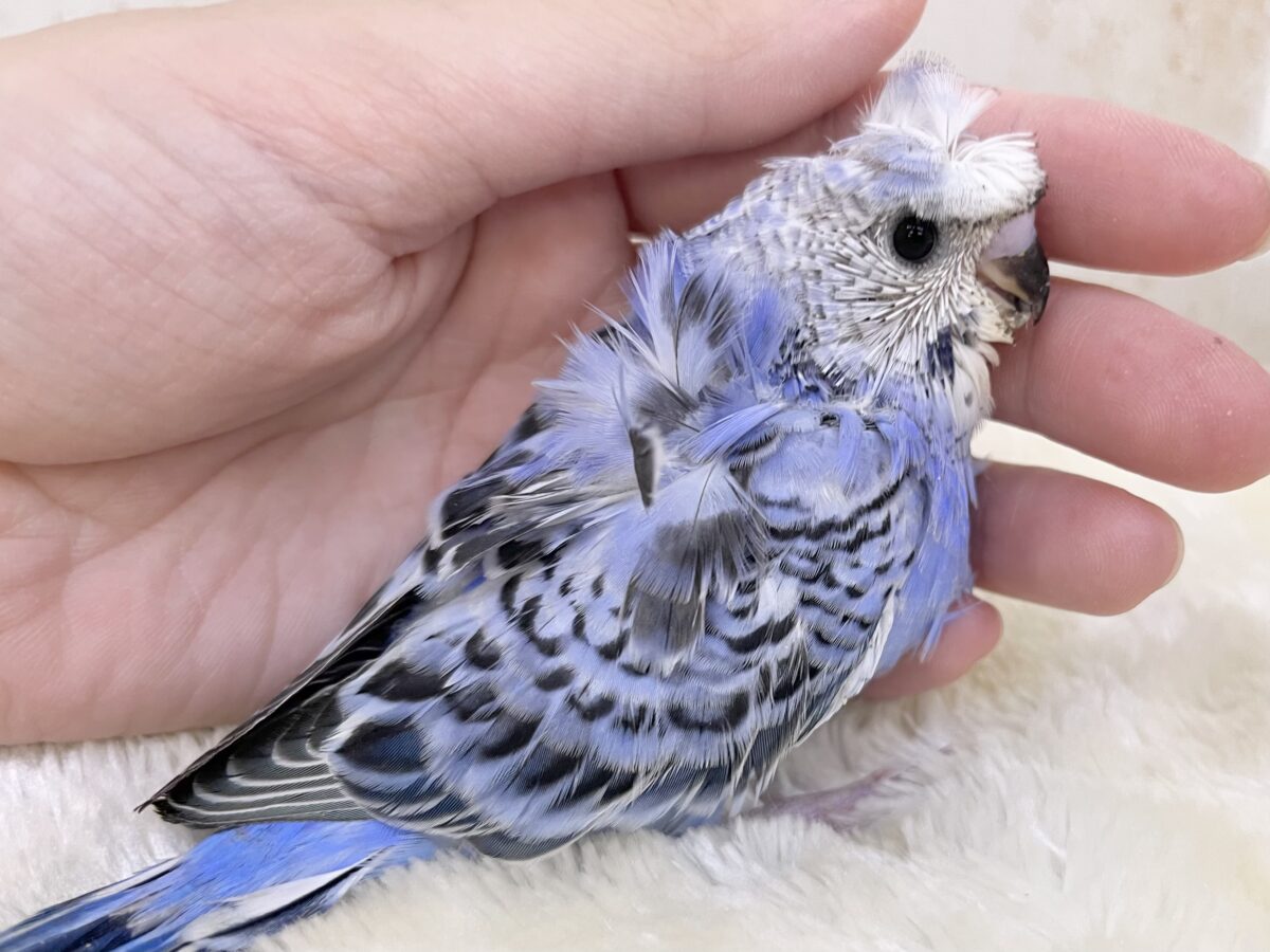 梵天セキセイインコ