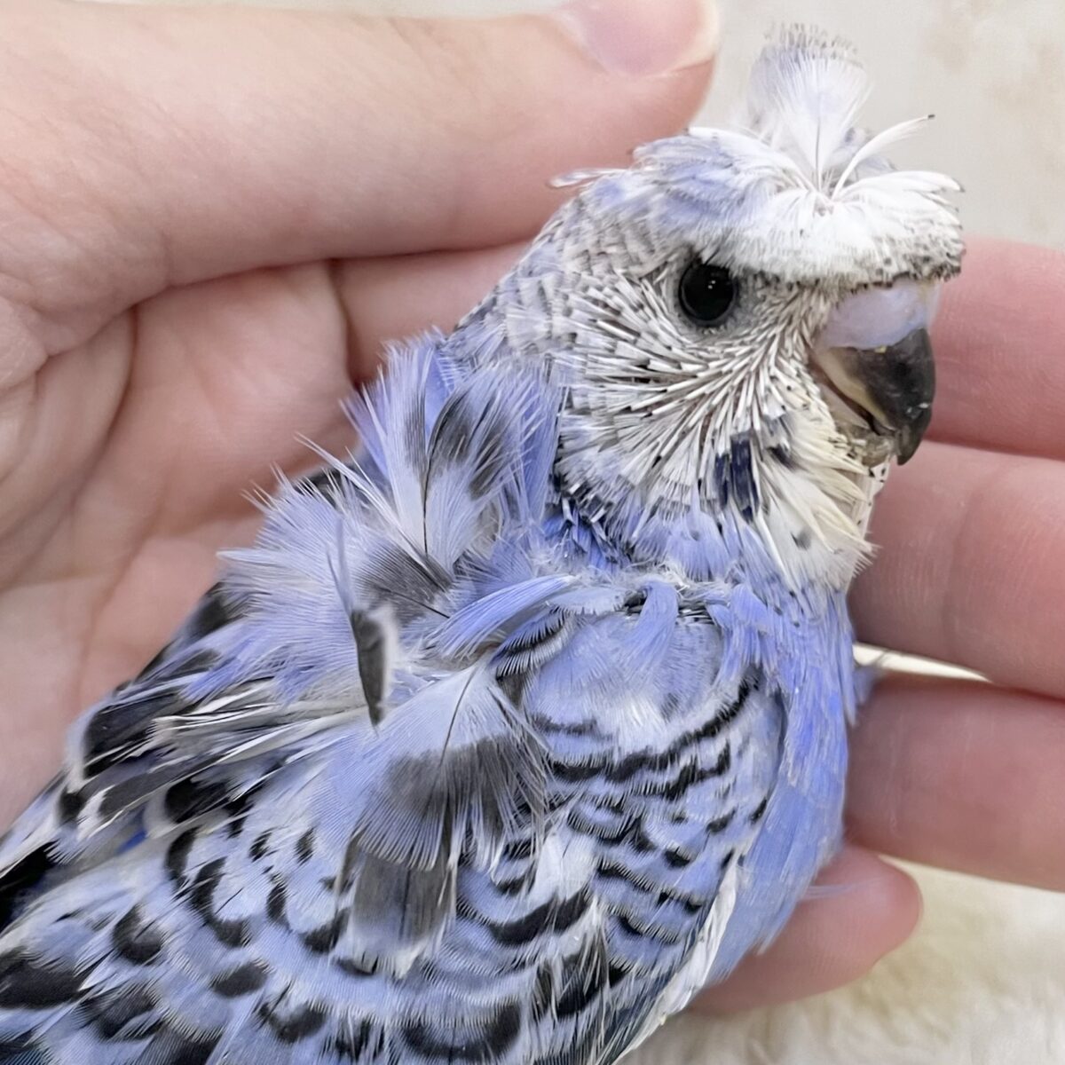 おかっぱ頭😆✨　梵天セキセイインコ（ブルーオパーリン）