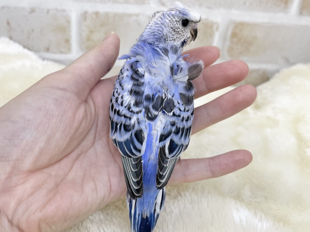 梵天セキセイインコ