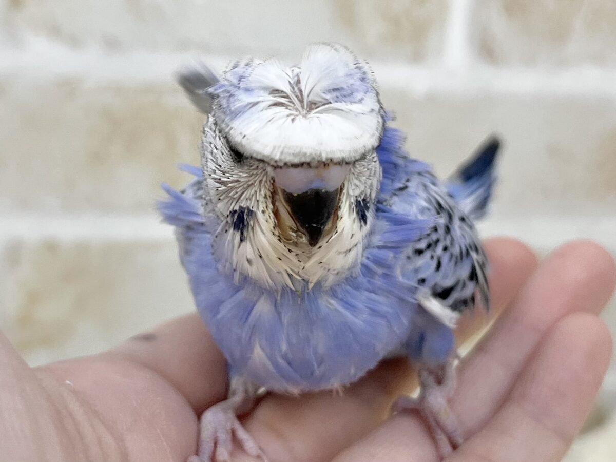 梵天セキセイインコ