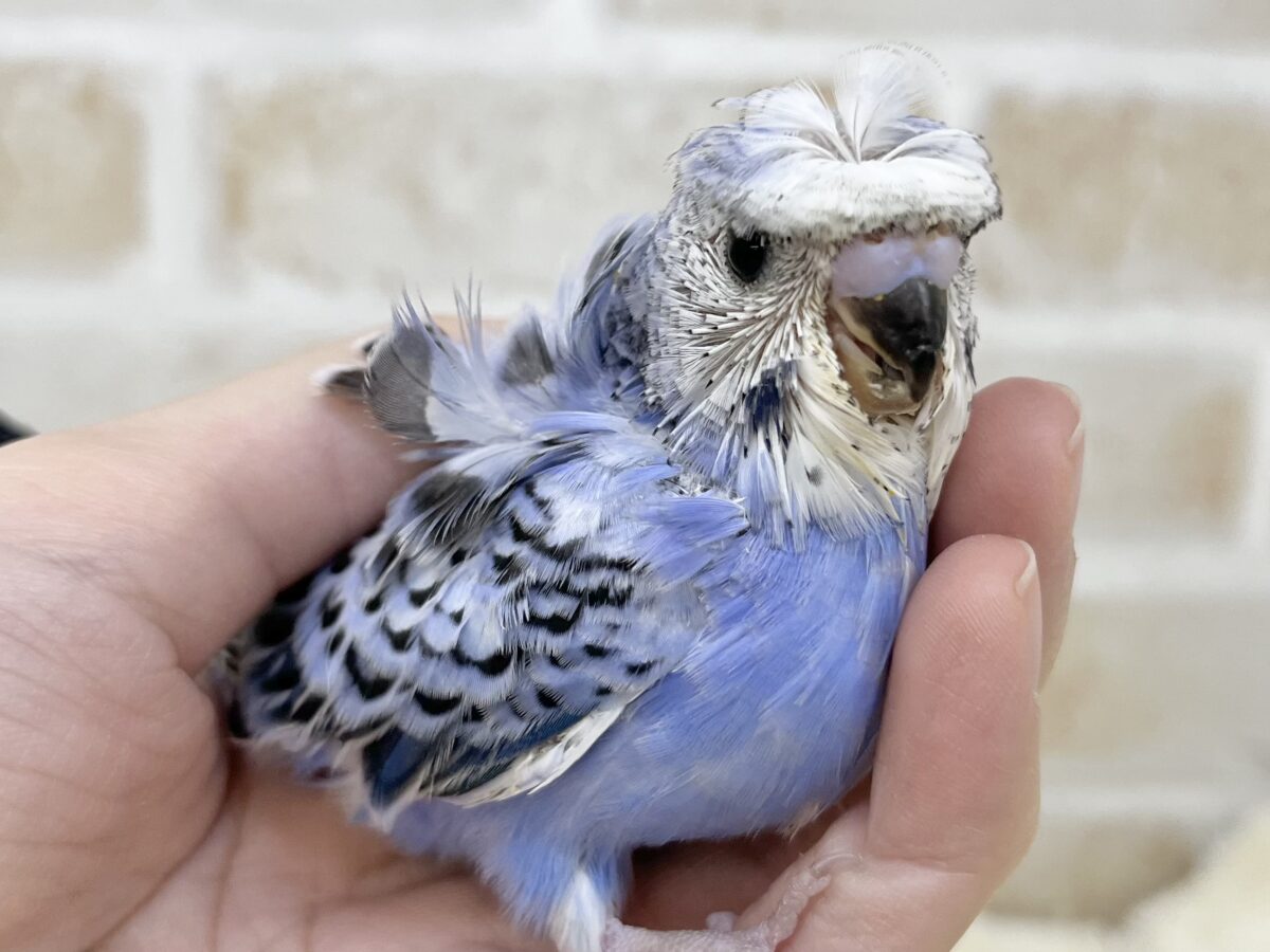 梵天セキセイインコ