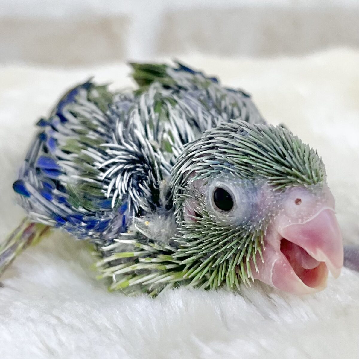 チビかわインコ🐥💕　マメルリハ（ノーマル）