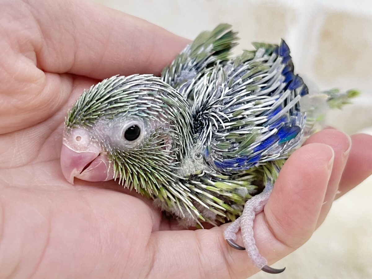 マメルリハ