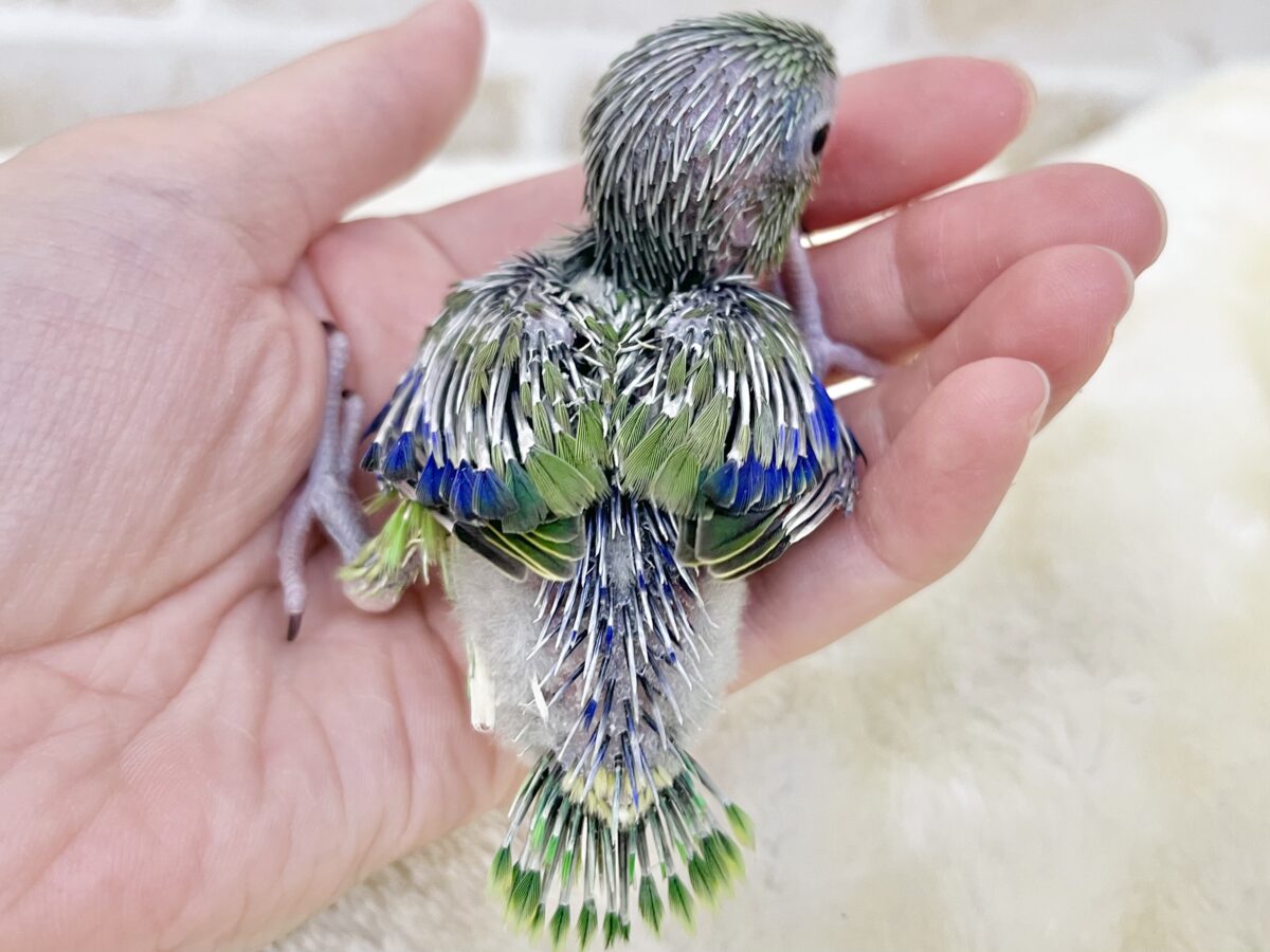 マメルリハ