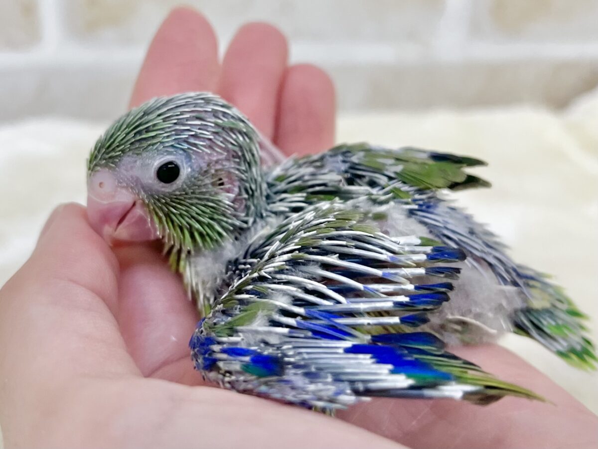 マメルリハ