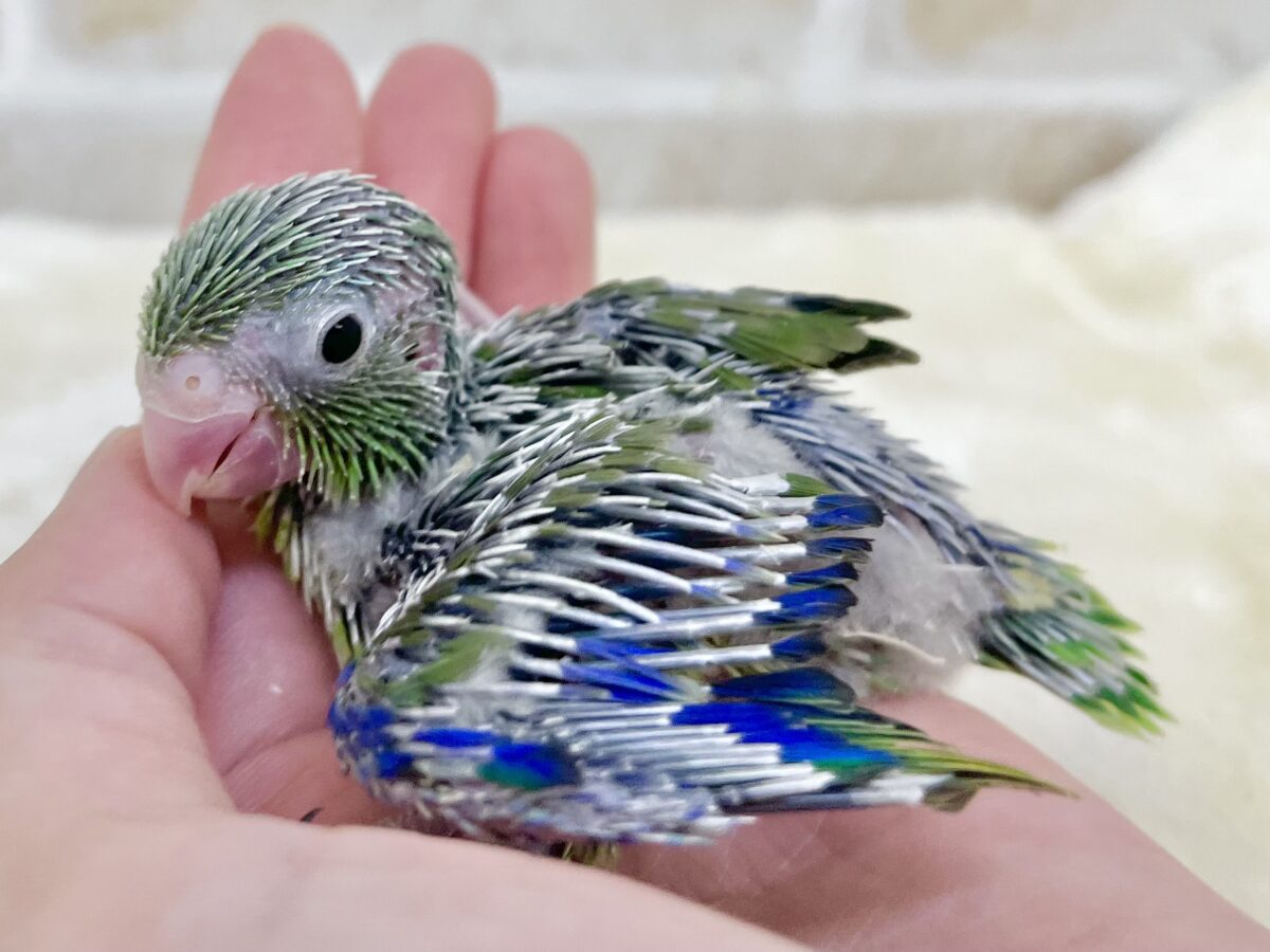 マメルリハ