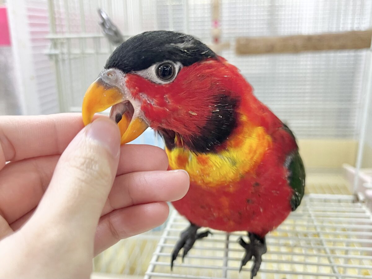 ヨダレカケズグロインコ