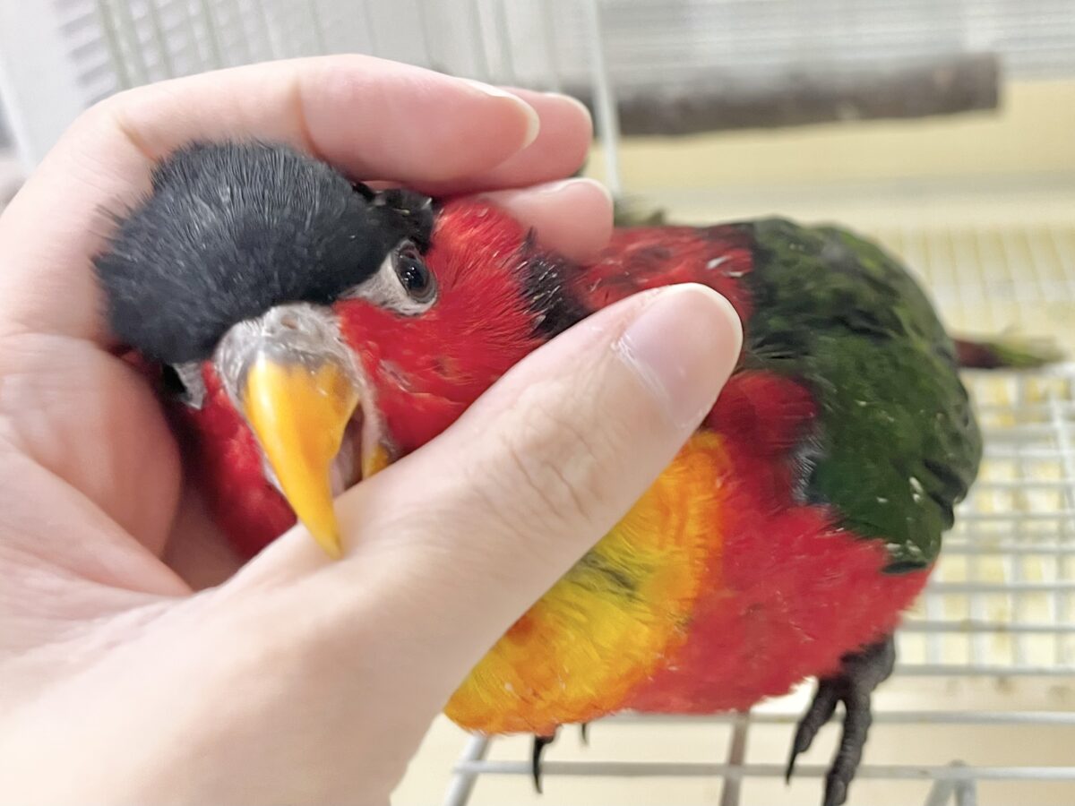 元気いっぱい‼️おちゃめインコ🤡🎶✨ ヨダレカケズグロインコ ヨダレカケズグロインコ
