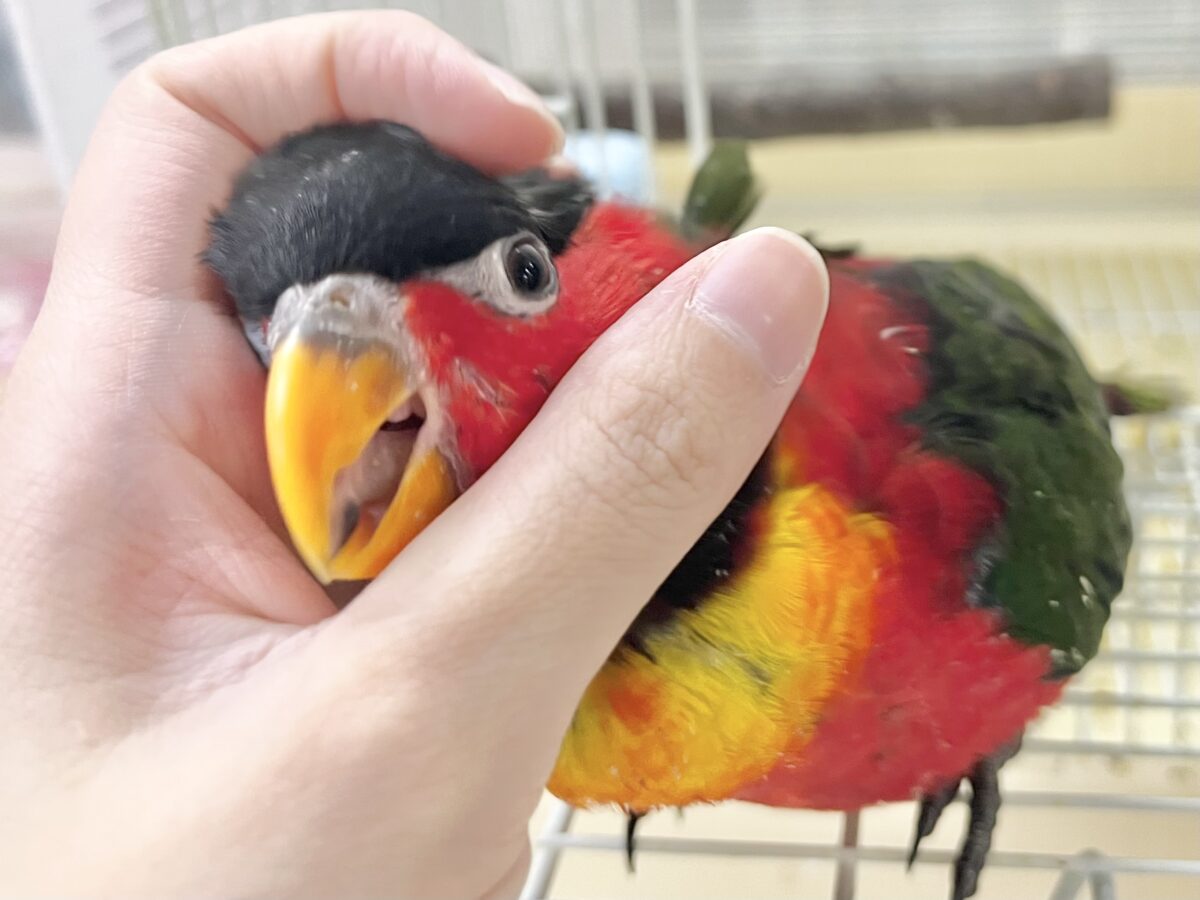 ヨダレカケズグロインコ