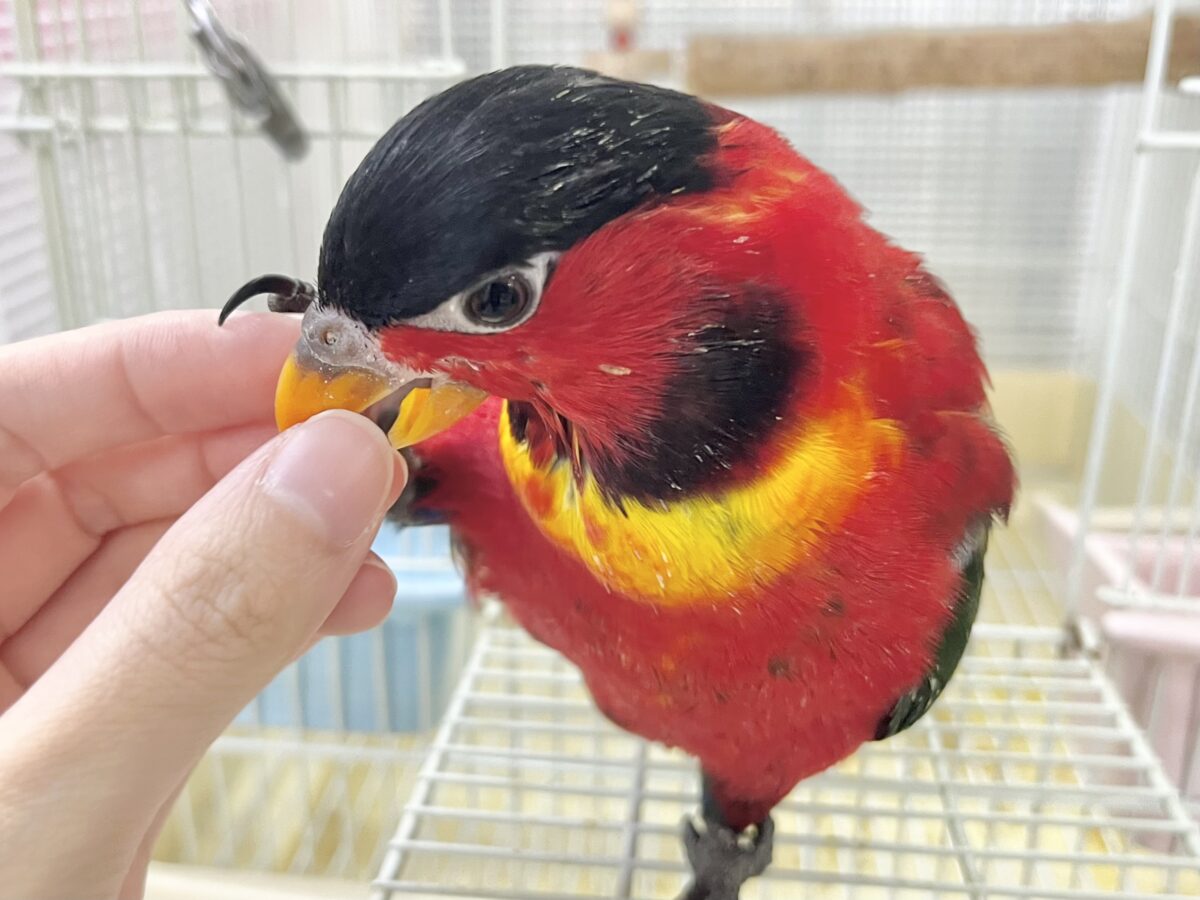 元気いっぱい‼️おちゃめインコ🤡🎶✨ ヨダレカケズグロインコ ヨダレカケズグロインコ