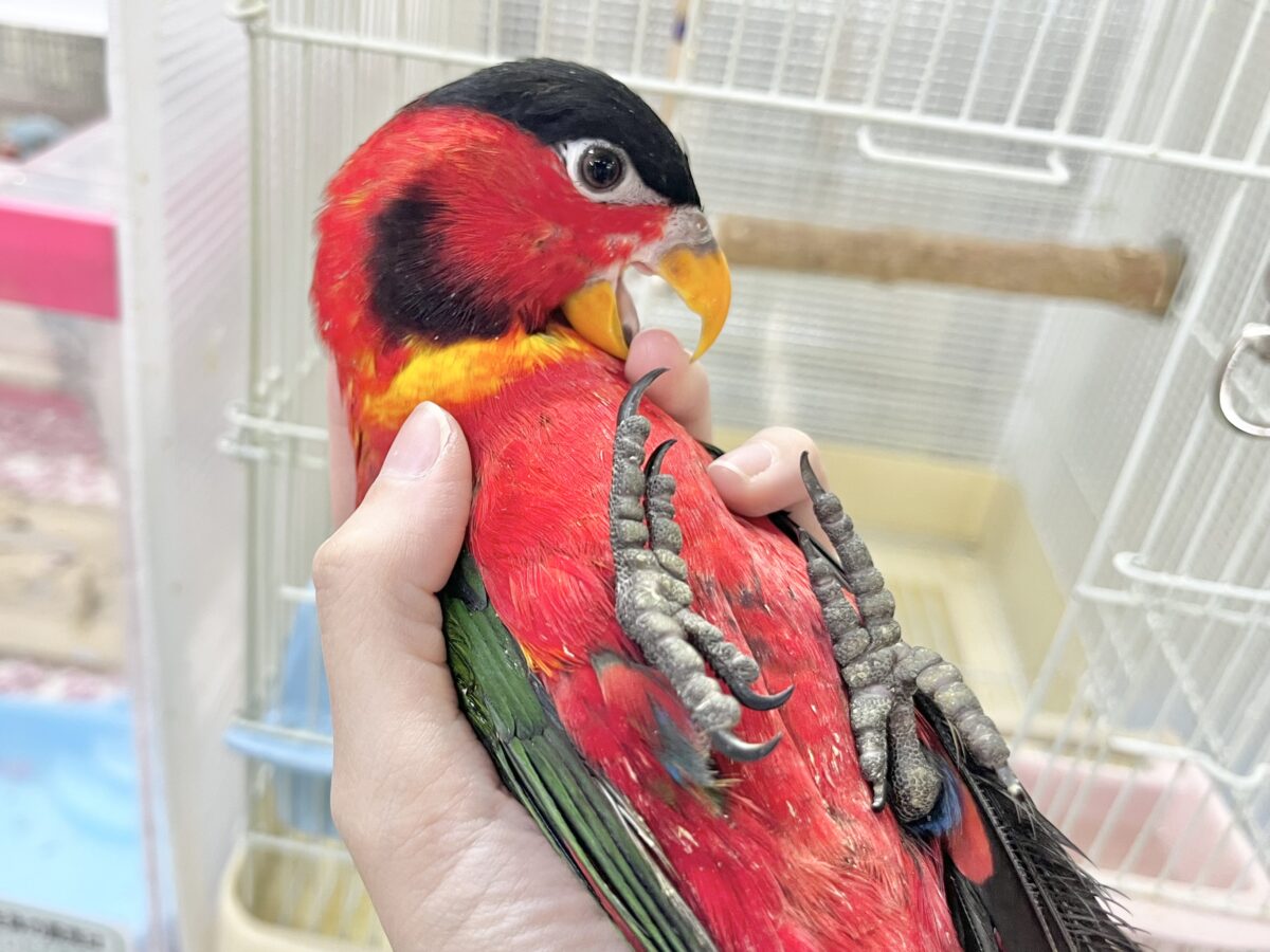 元気いっぱい‼️おちゃめインコ🤡🎶✨ ヨダレカケズグロインコ ヨダレカケズグロインコ