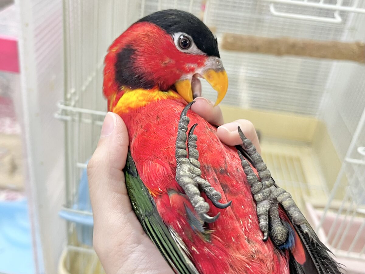 ヨダレカケズグロインコ