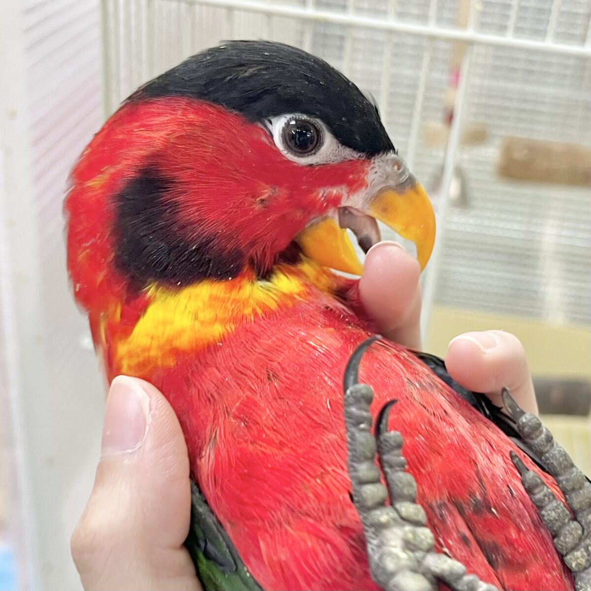 元気いっぱい‼️おちゃめインコ🤡🎶✨ ヨダレカケズグロインコ 元気いっぱい‼️おちゃめインコ🤡🎶✨ ヨダレカケズグロインコ