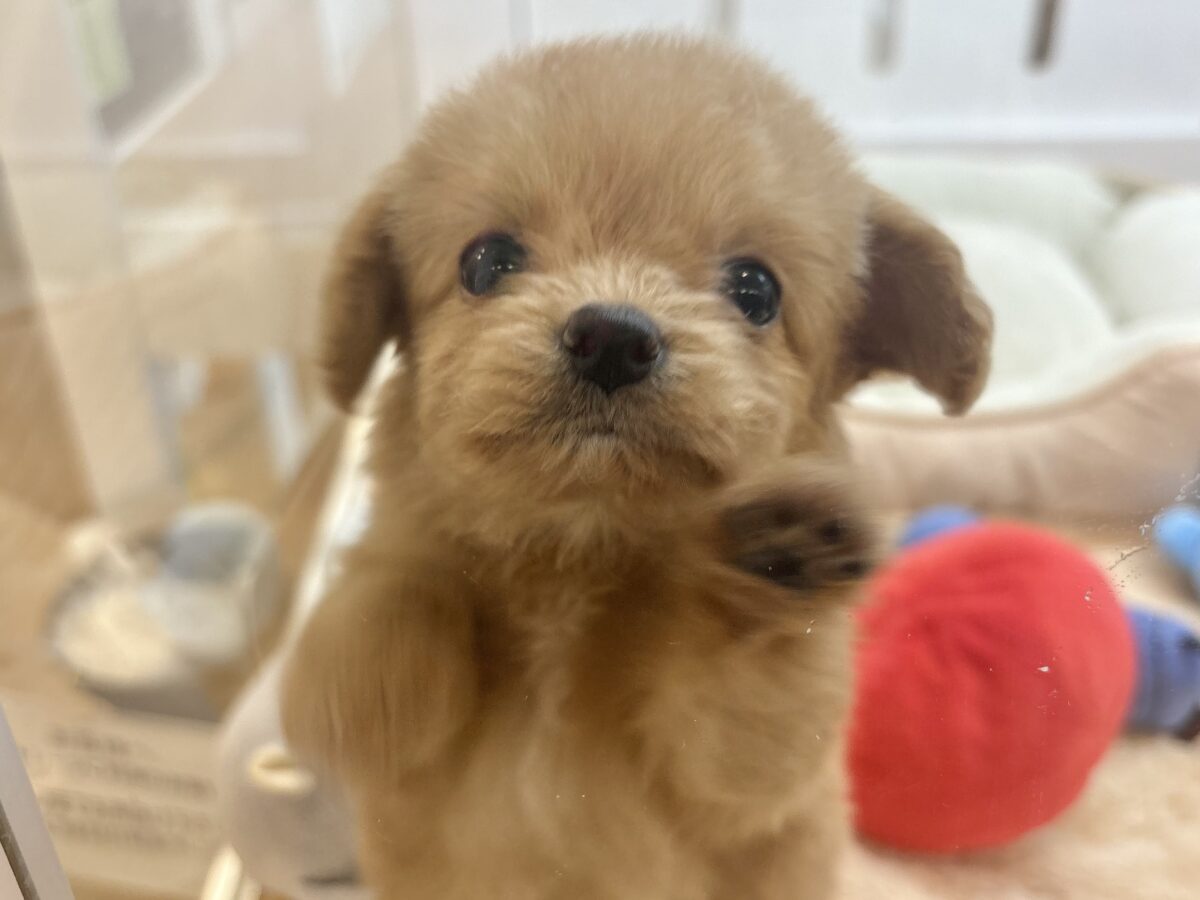 チワプー