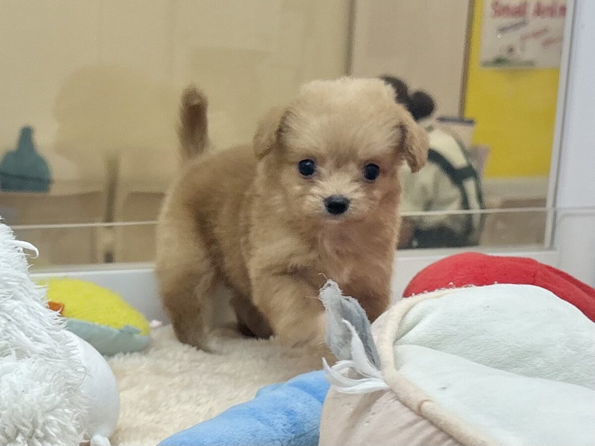 チワプー