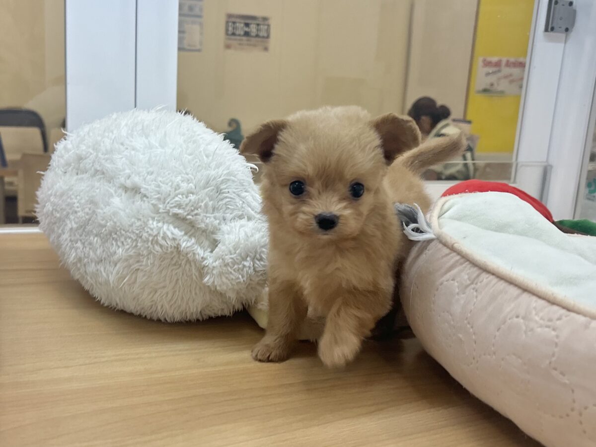 チワプー