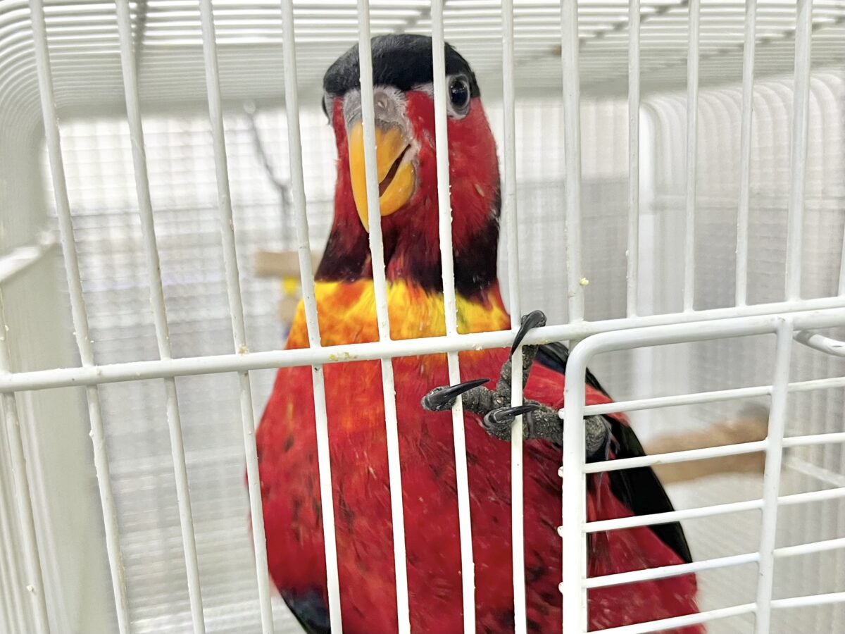 ヨダレカケズグロインコ