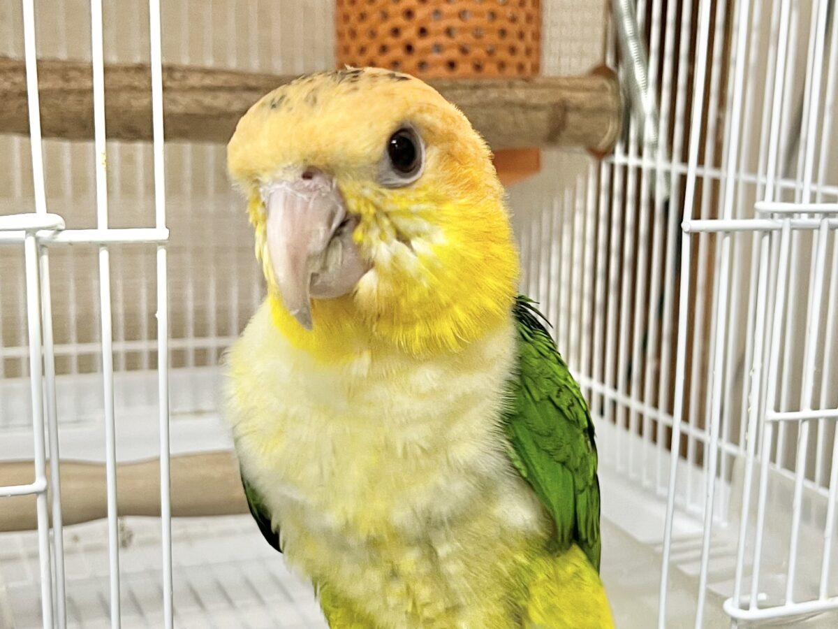 シロハラインコ