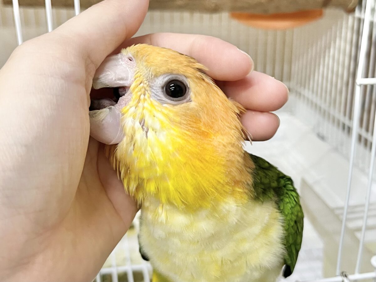 シロハラインコ