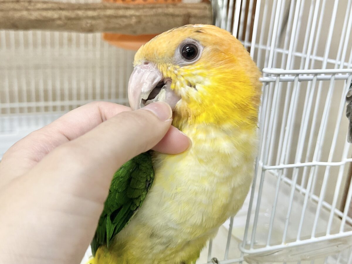 シロハラインコ