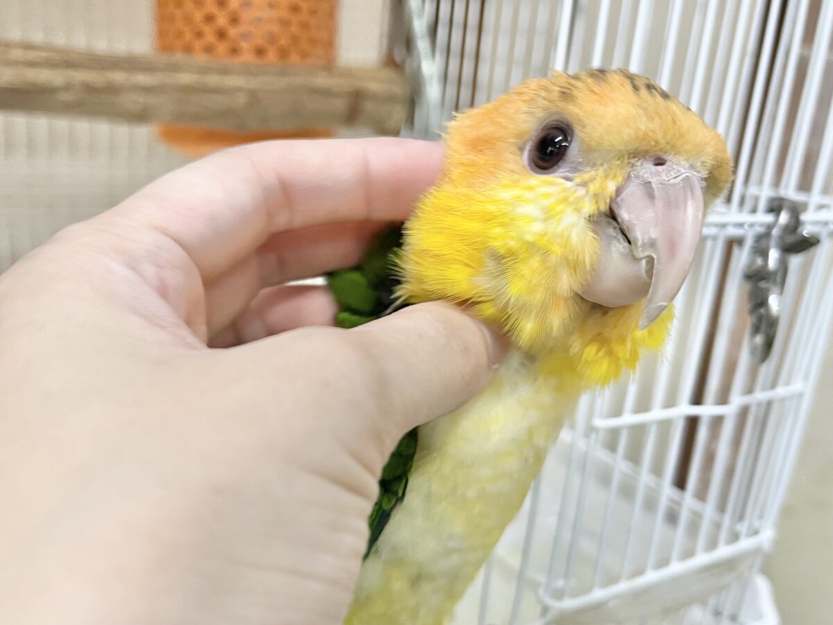 シロハラインコ