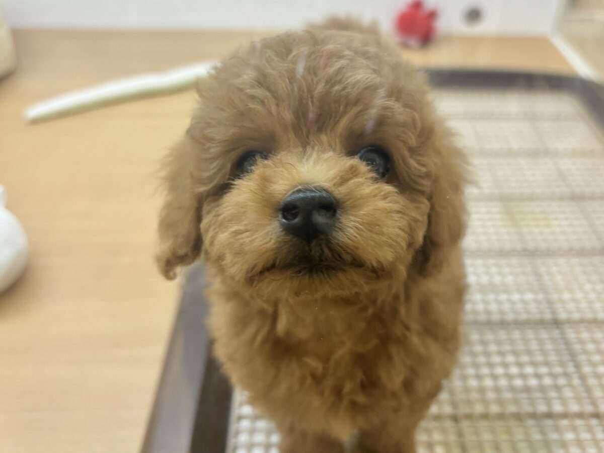 トイプードル