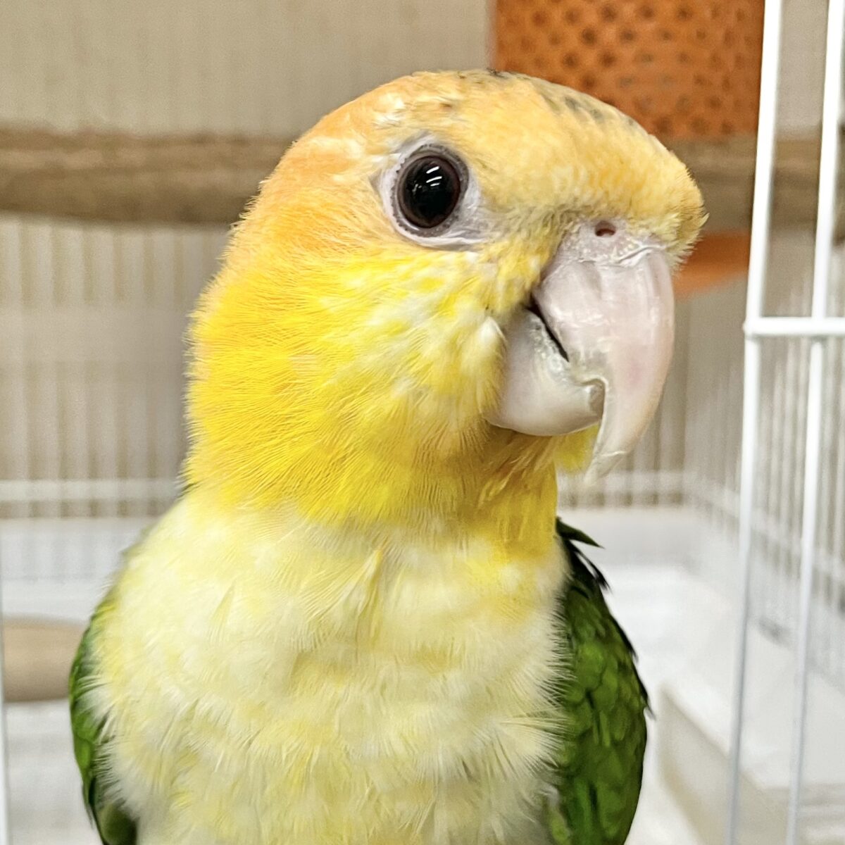 キュルンとおめめが可愛いです🥰💕　シロハラインコ