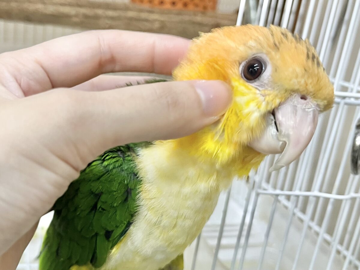 シロハラインコ