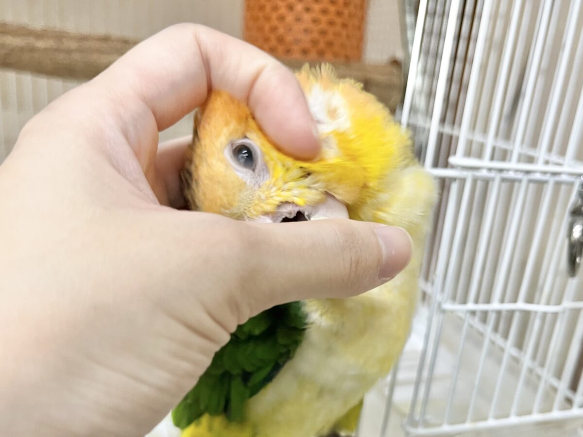 シロハラインコ