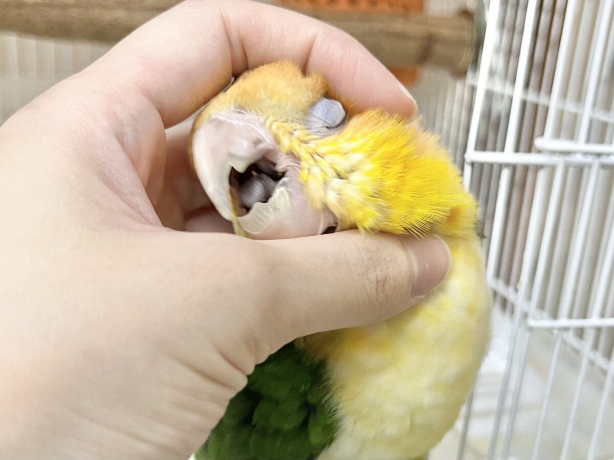 シロハラインコ