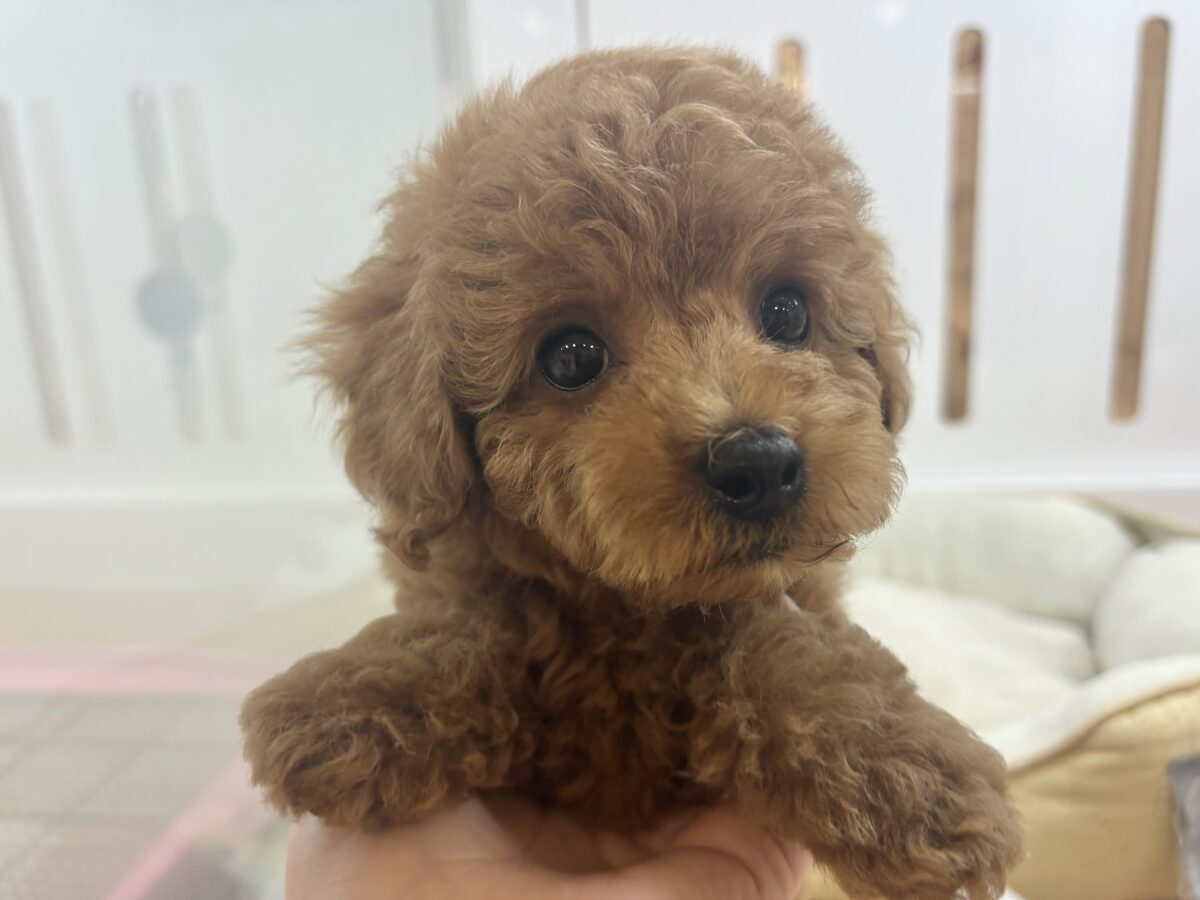 将来の夢はトップモデル★トイプードルくん！