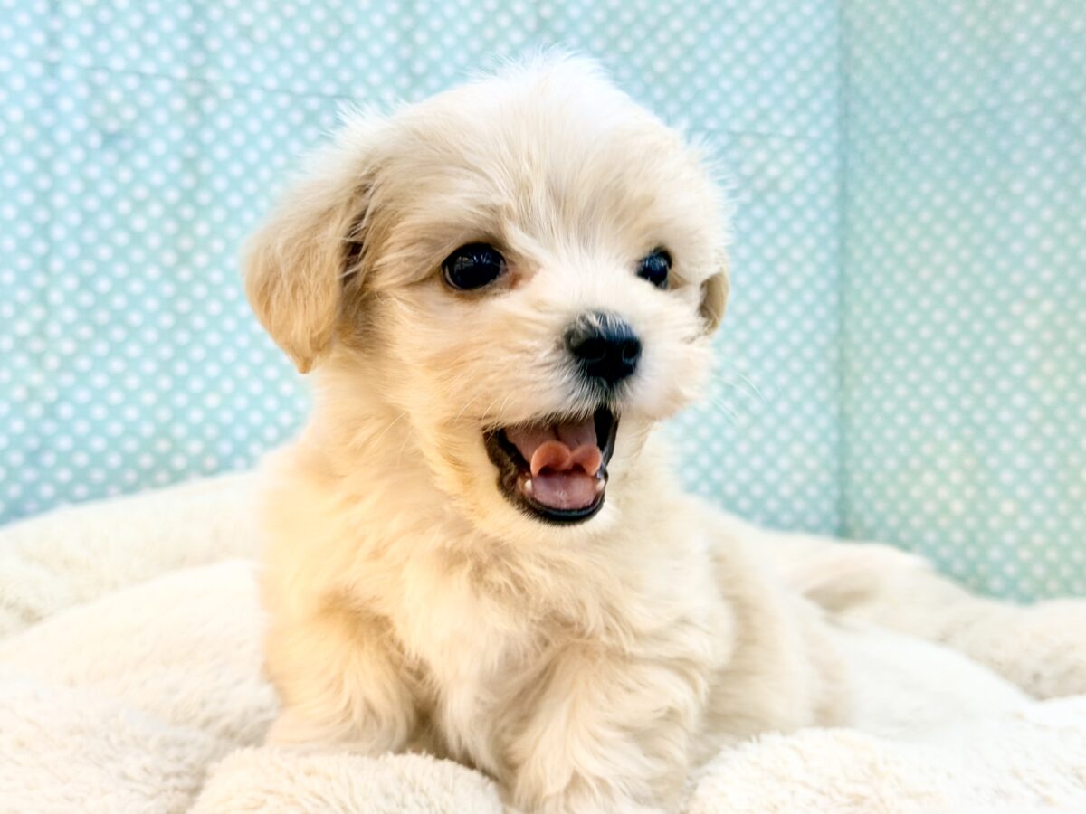 元気いっぱいのボク。かまってちゃんだよ〜🐶💕ハーフ犬(マルチーズ×プードル)入荷しました❤️