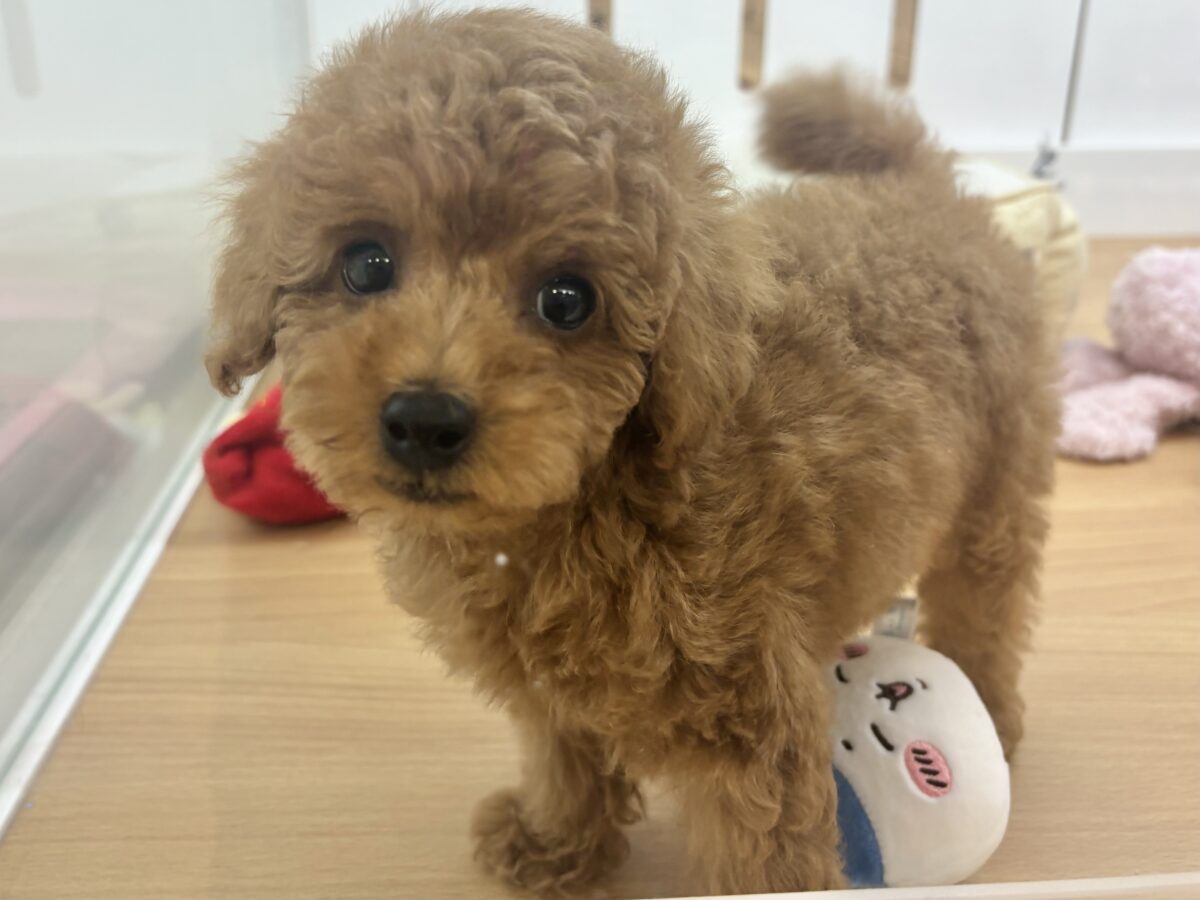 トイプードル