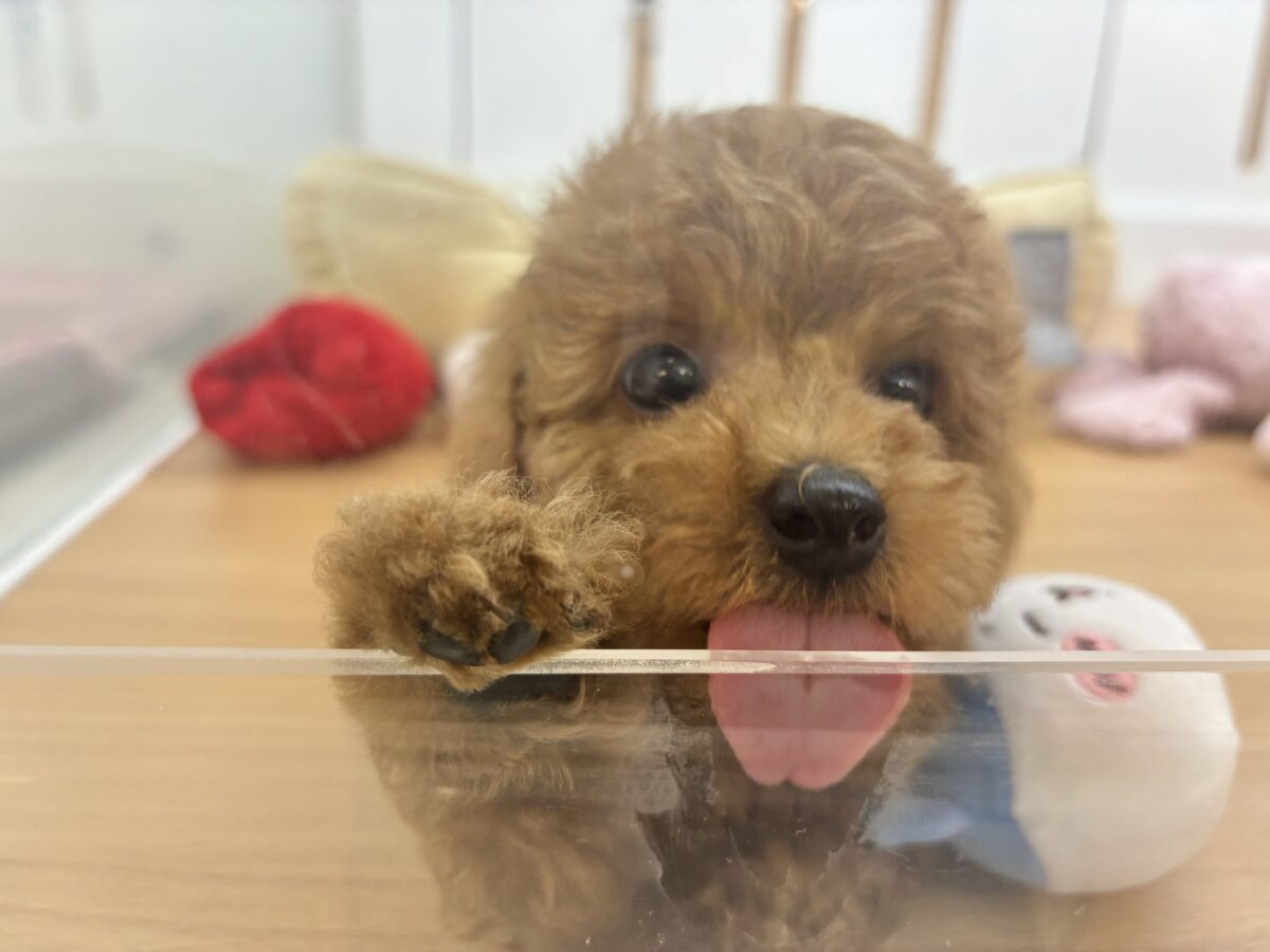 トイプードル