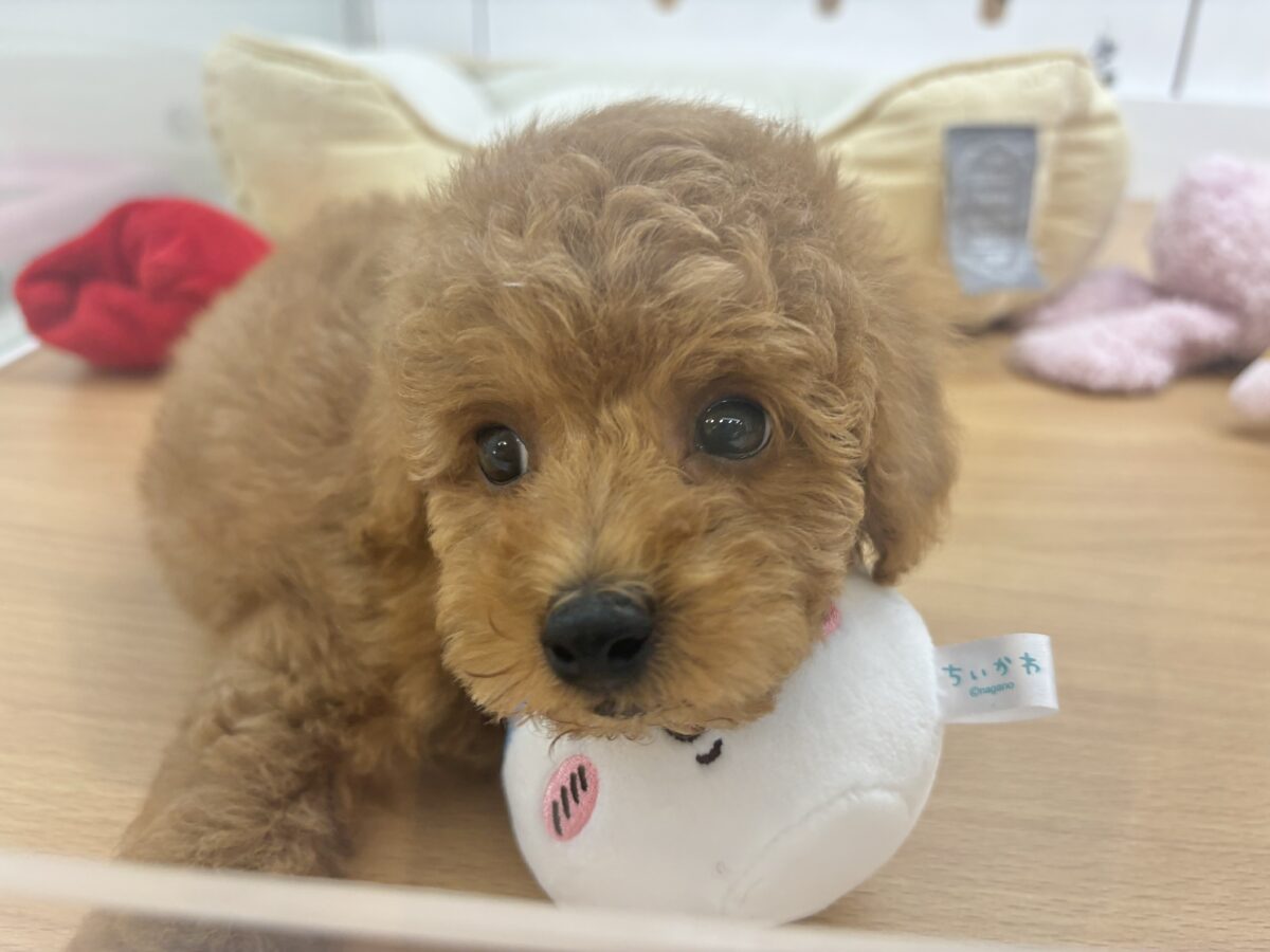 トイプードル