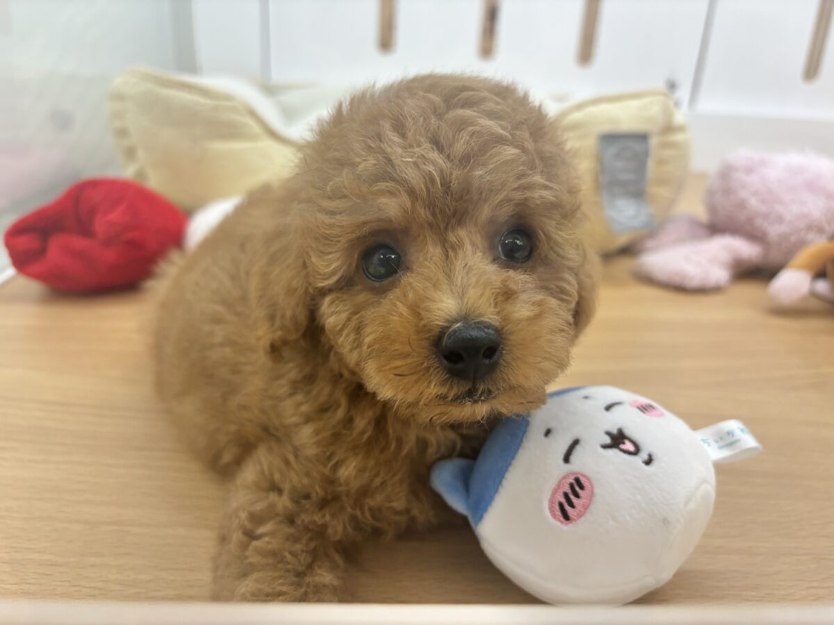 トイプードル