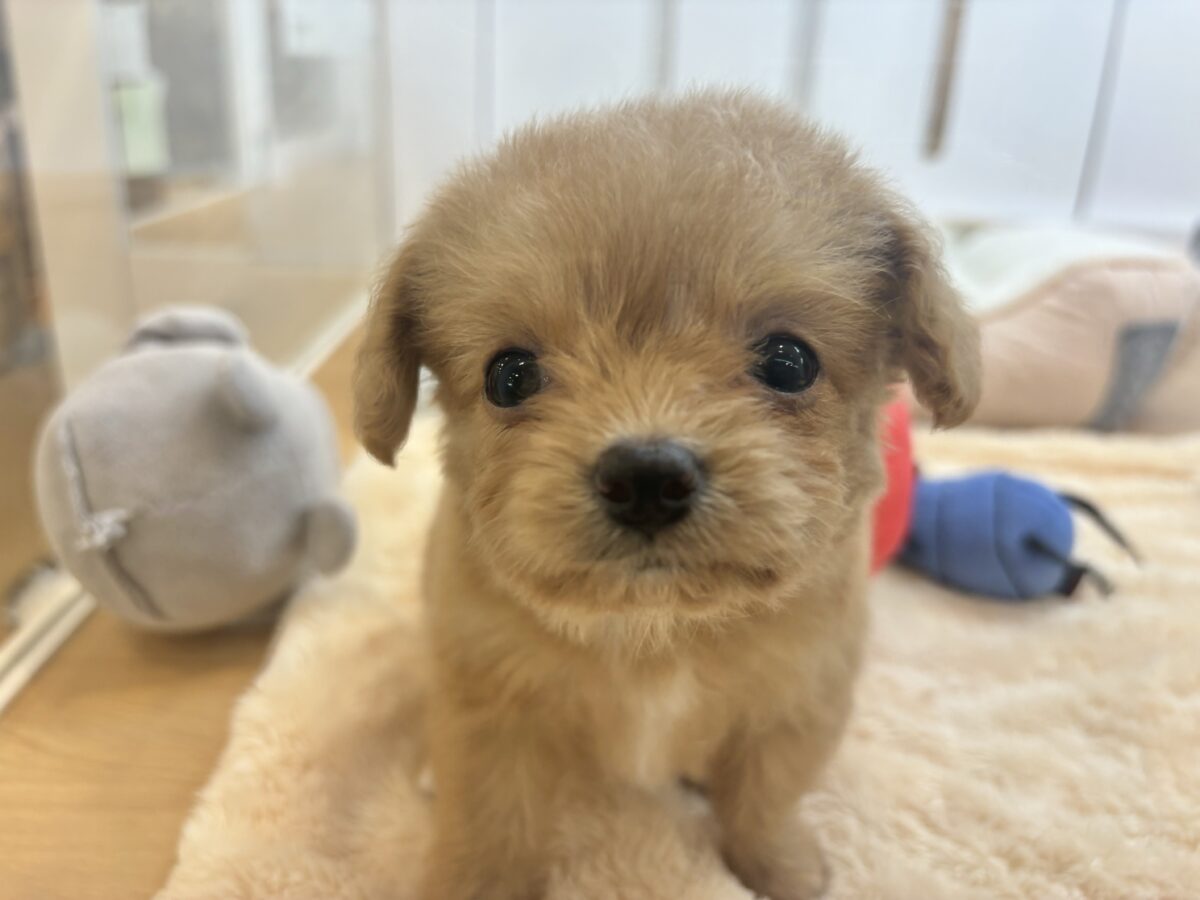 チワプー