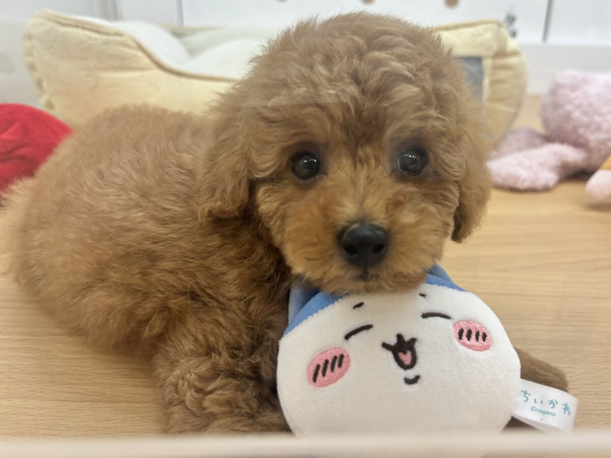 トイプードル