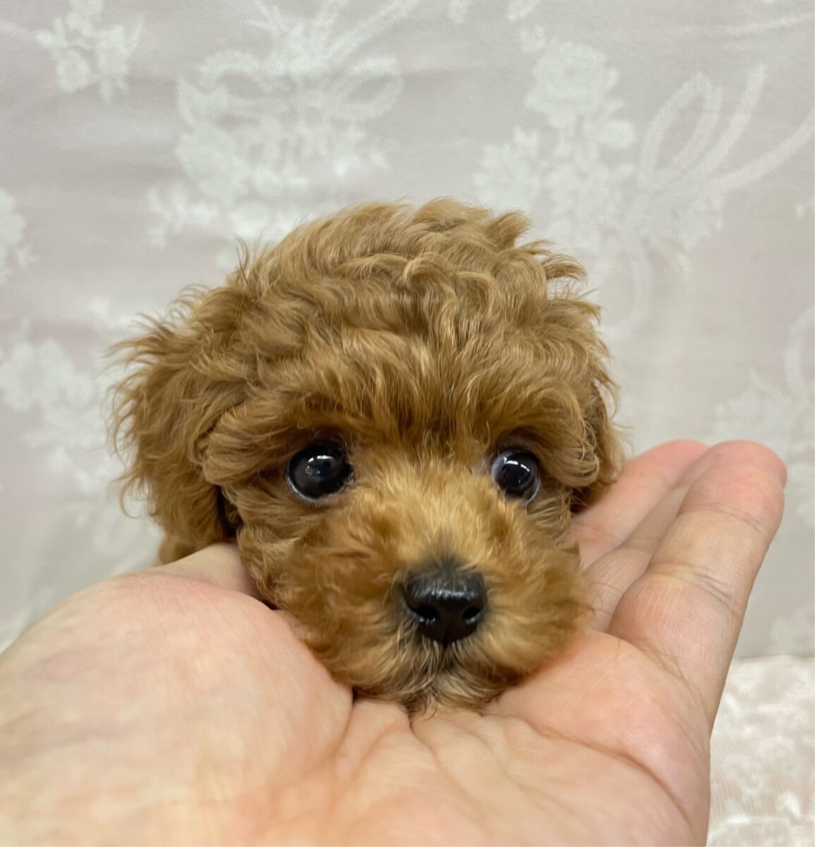 人気犬種ぷ〜ちゃん💖トイプードル(レッド)🌹女の子︎💕︎︎2026年7月4日生まれ トイプードル