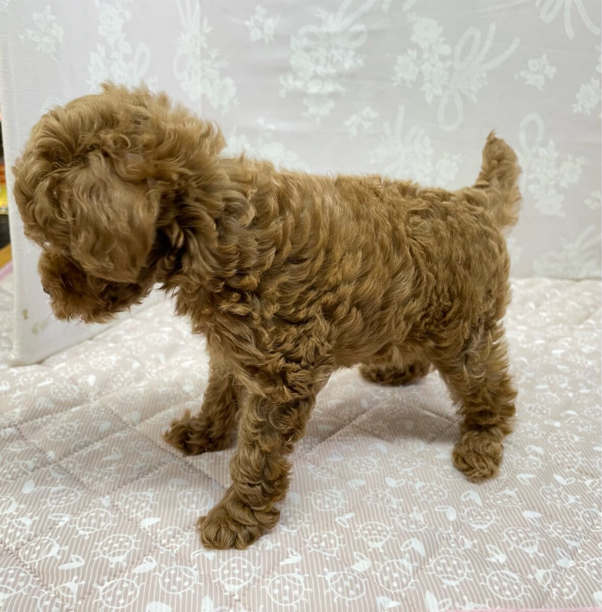 人気犬種ぷ〜ちゃん💖トイプードル(レッド)🌹女の子︎💕︎︎2026年7月4日生まれ トイプードル