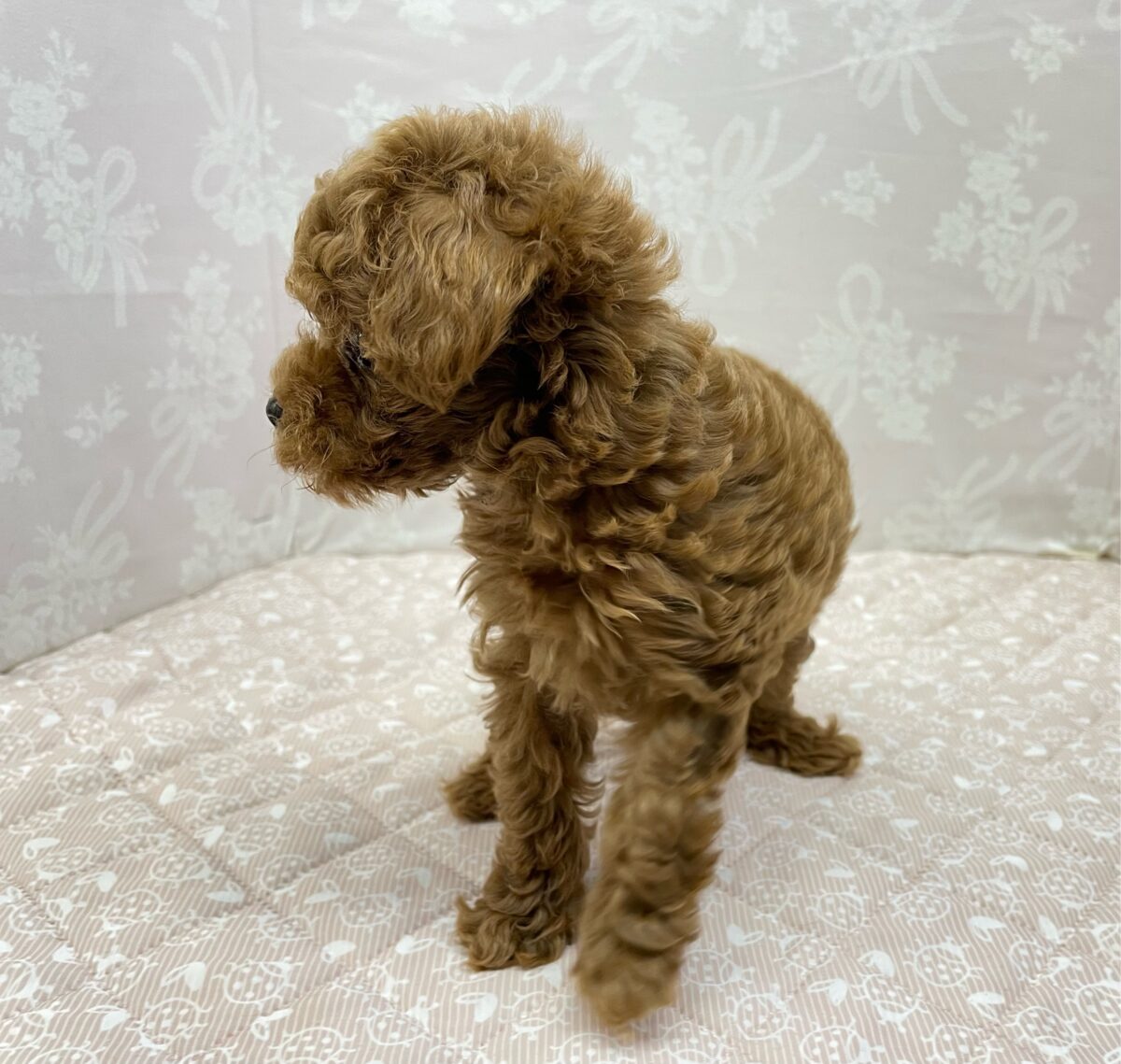 人気犬種ぷ〜ちゃん💖トイプードル(レッド)🌹女の子︎💕︎︎2026年7月4日生まれ トイプードル