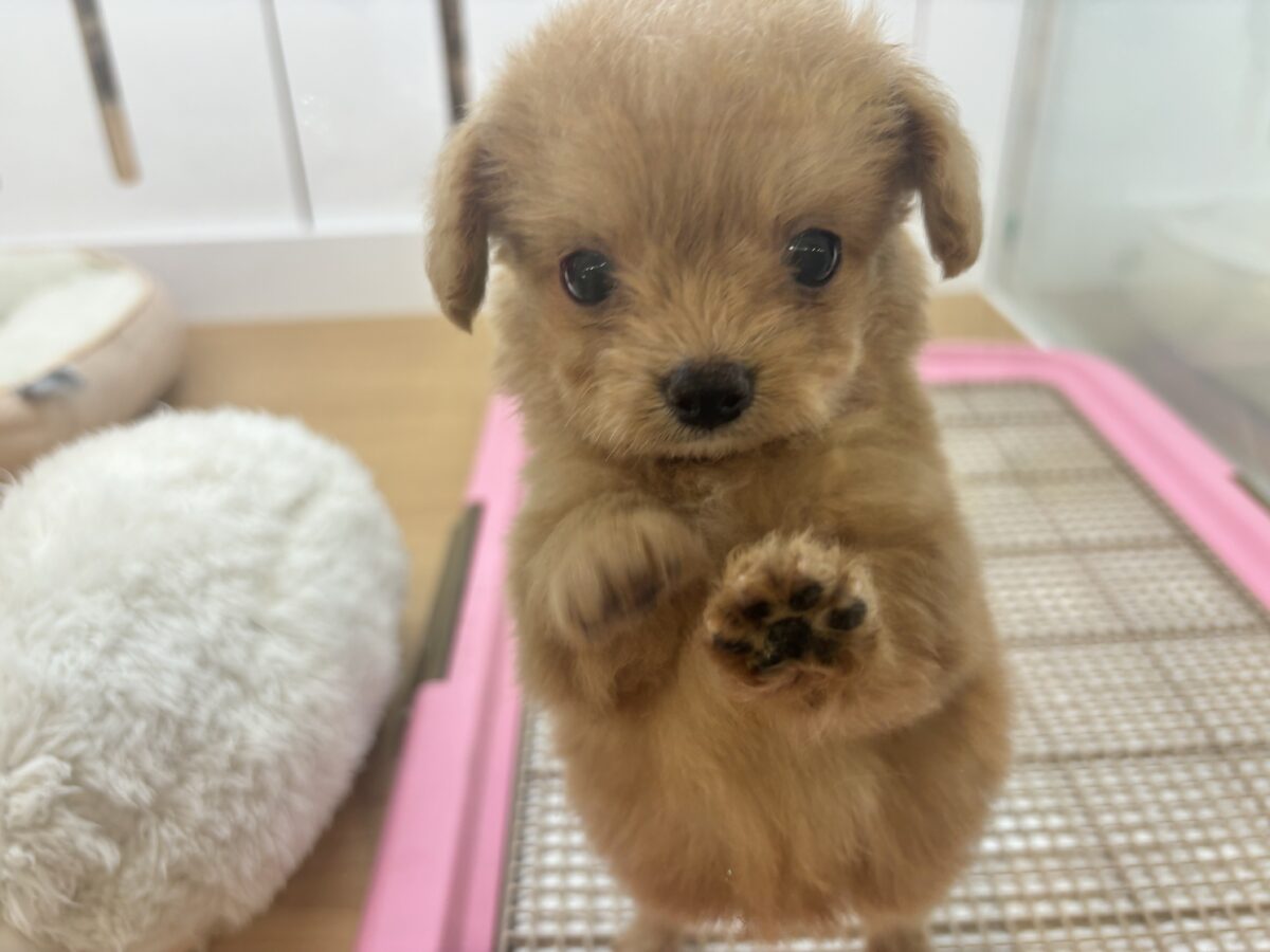 チワプー