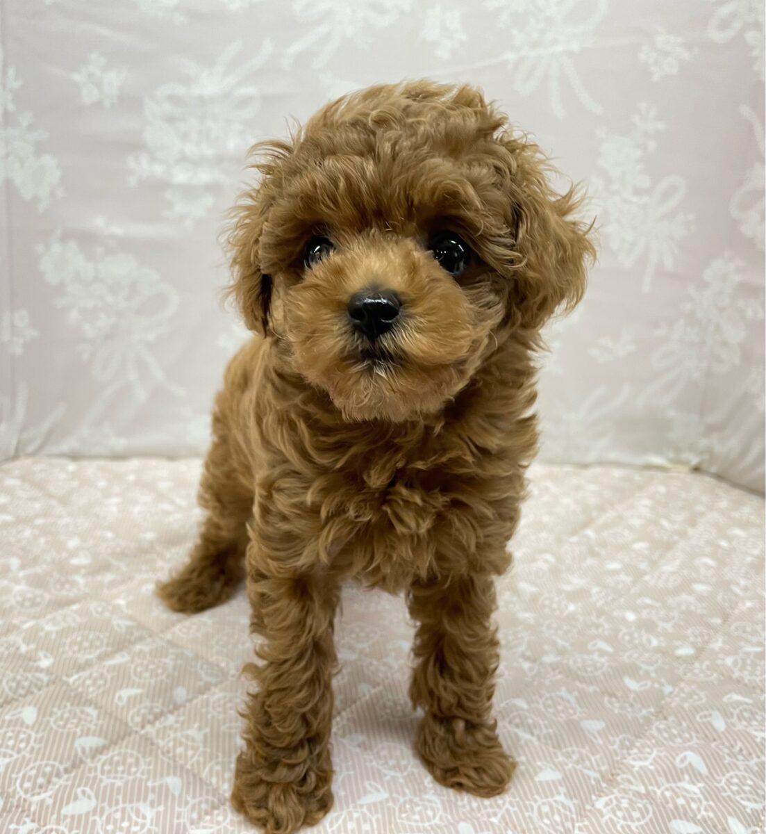 人気犬種ぷ〜ちゃん💖トイプードル(レッド)🌹女の子︎💕︎︎2026年7月4日生まれ 人気犬種ぷ〜ちゃん💖トイプードル(レッド)🌹女の子︎💕︎︎2026年7月4日生まれ