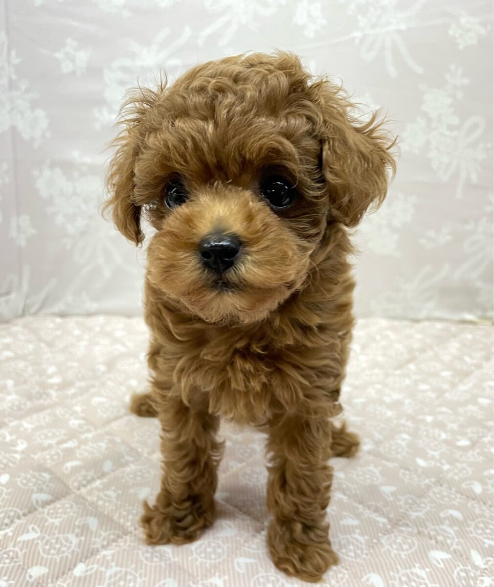 人気犬種ぷ〜ちゃん💖トイプードル(レッド)🌹女の子︎💕︎︎2026年7月4日生まれ トイプードル